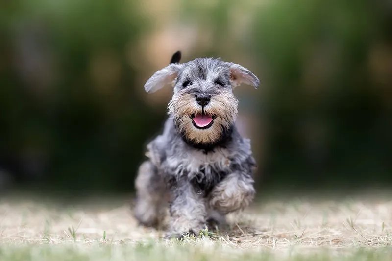 犬の幸福と健康を最優先する犬舎の意向