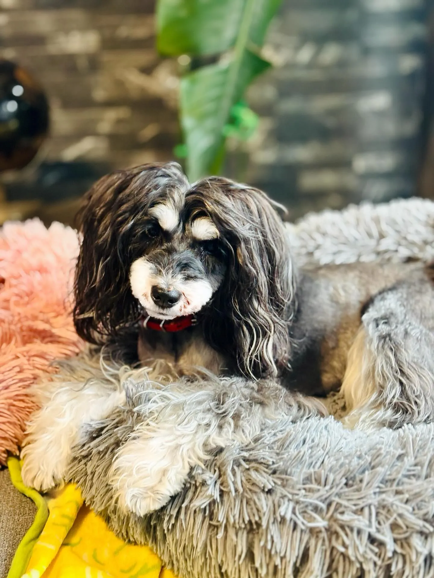 トリミングDay✨