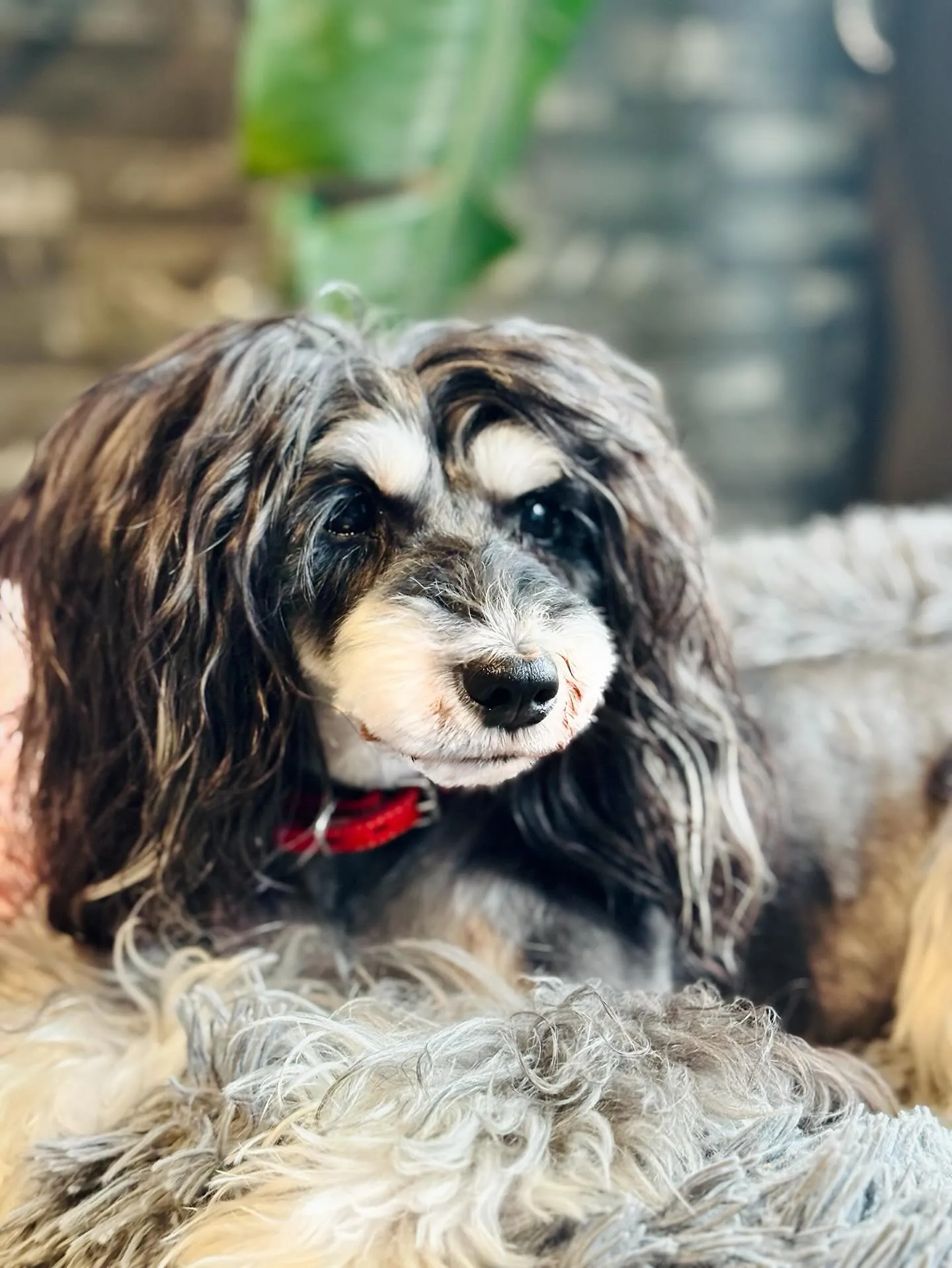 トリミングDay✨