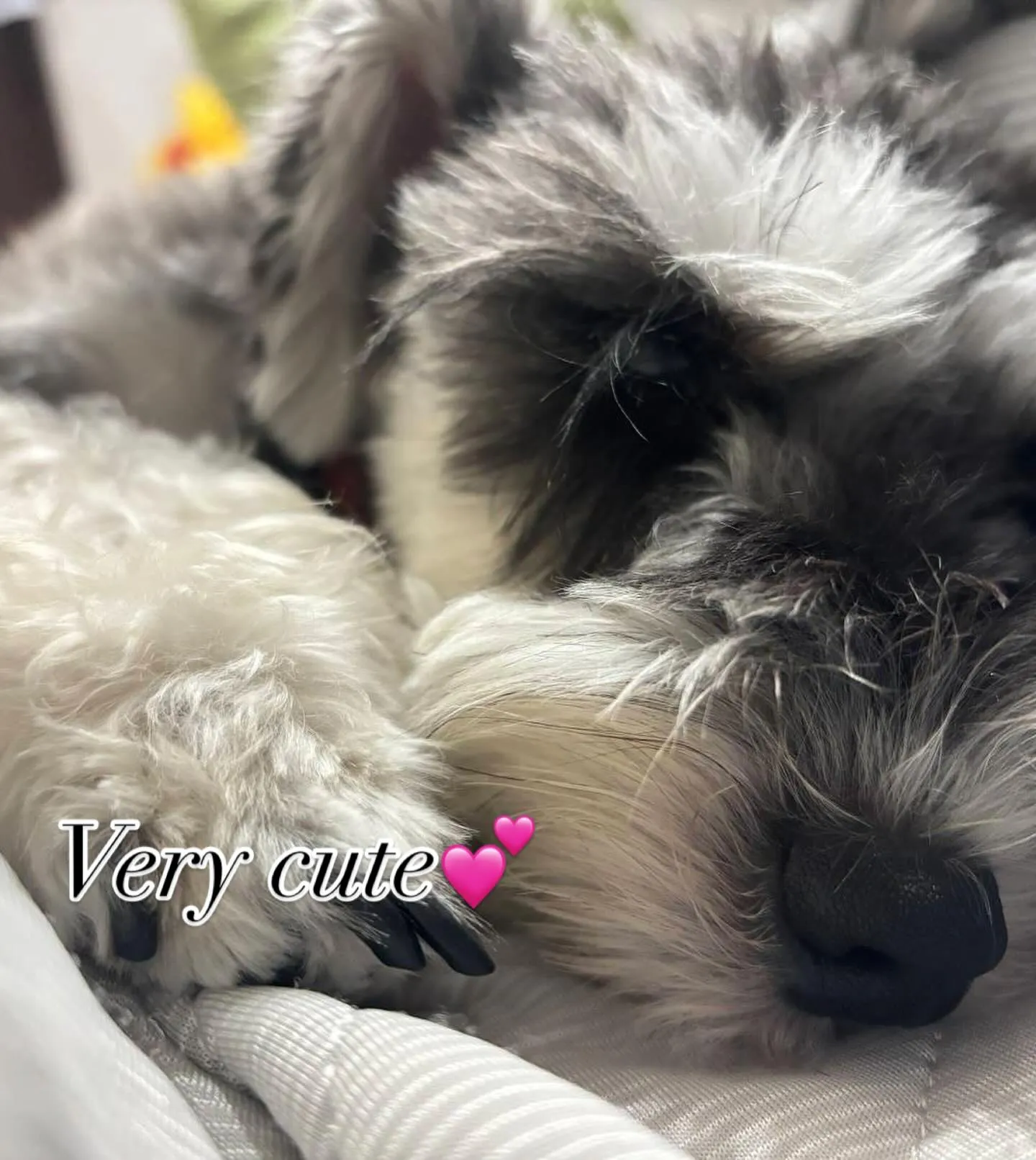 ribbonちゃんのご家族さまから、お写真いただきました🎀