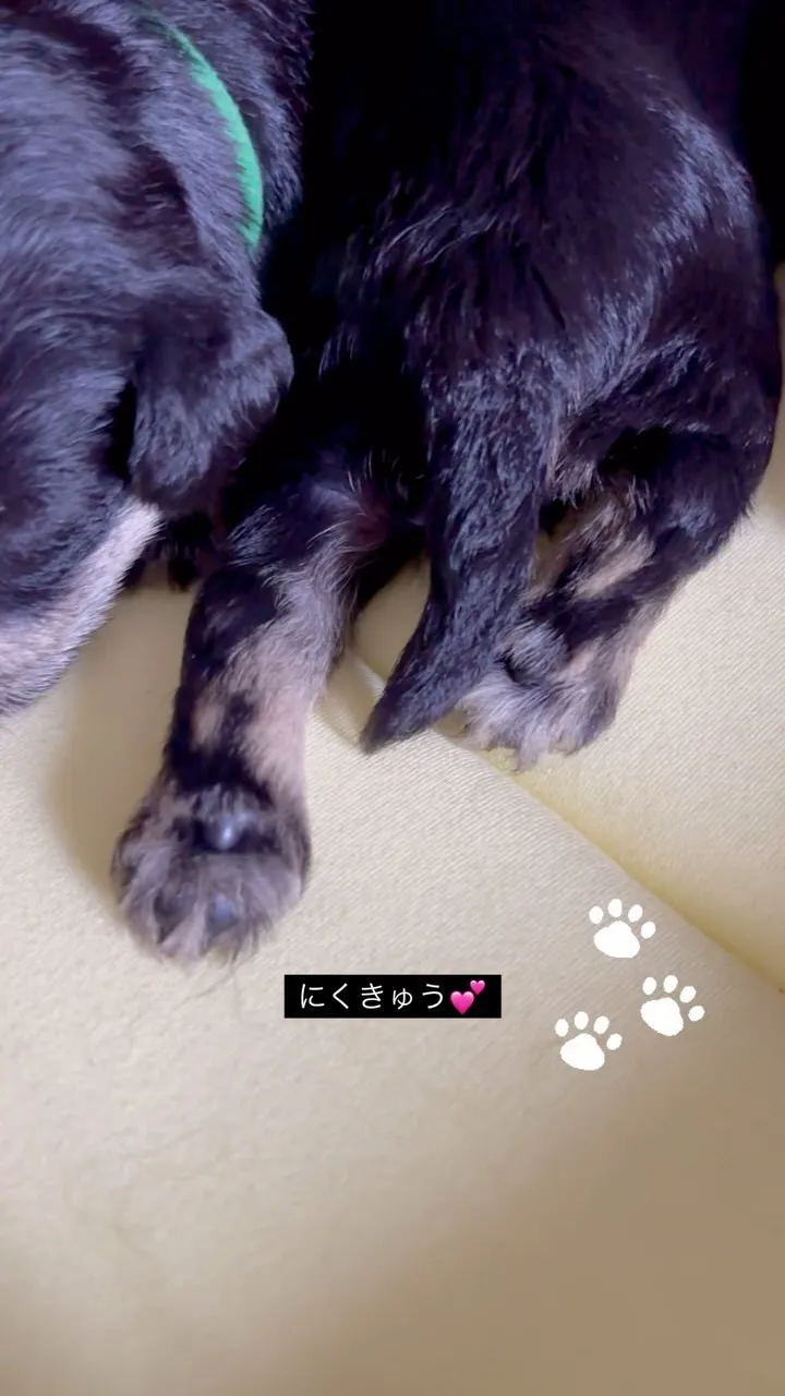 にくきゅう🐾たまらん😍Love💕