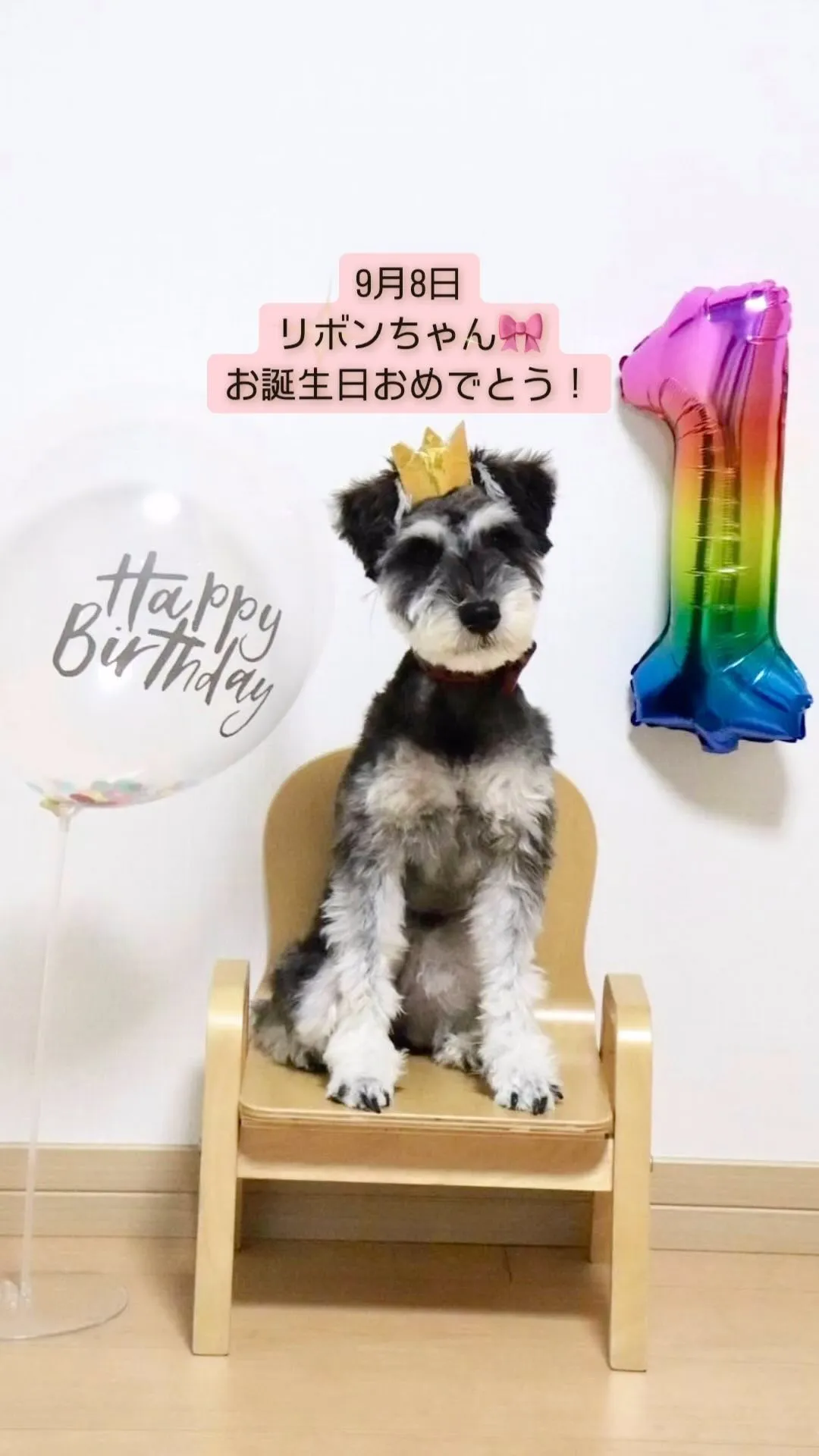 リボンちゃん🎀1さいのお誕生日おめでとう🎉