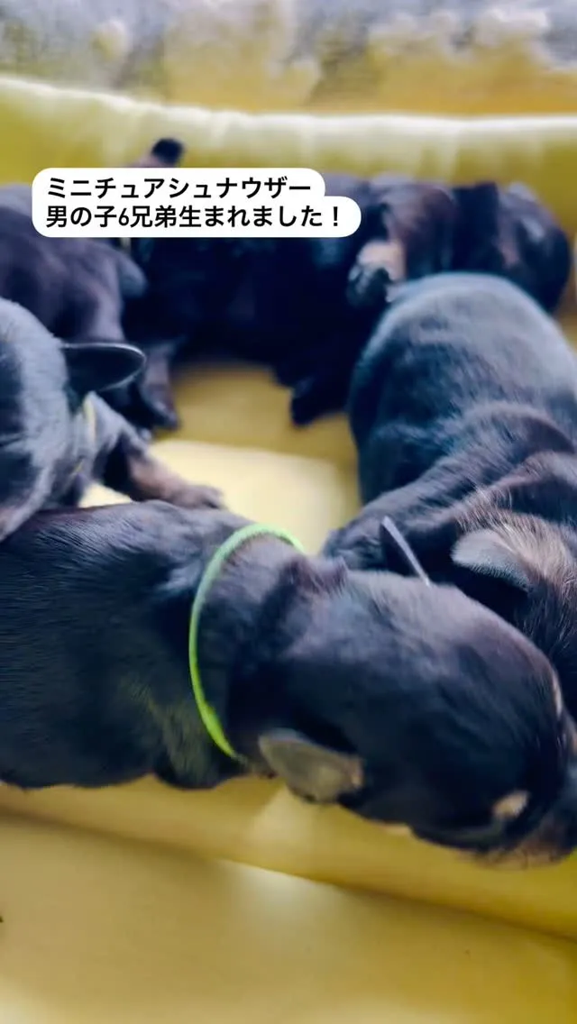 男の子、6兄弟！生まれました💕