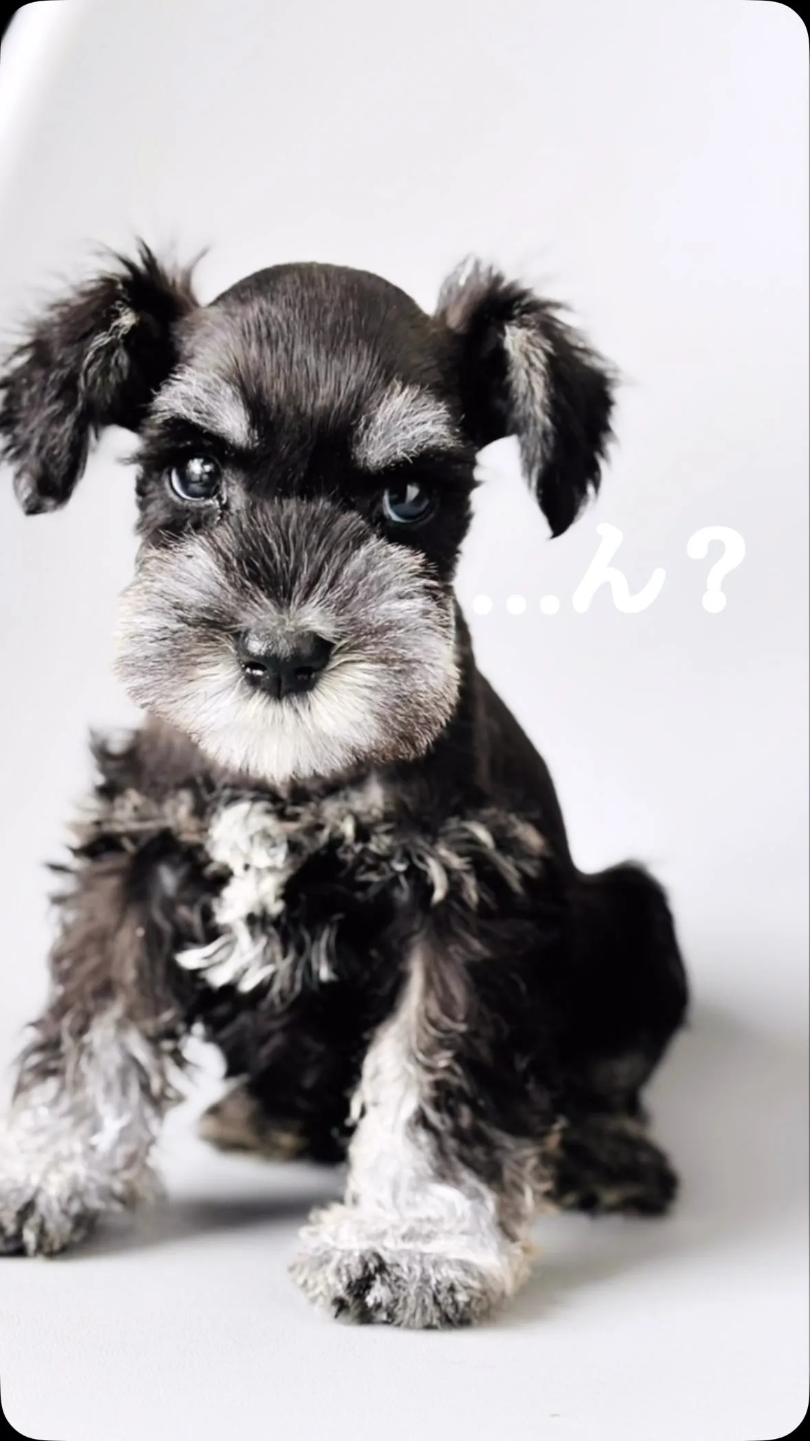 二男、Greenくんご紹介です✨