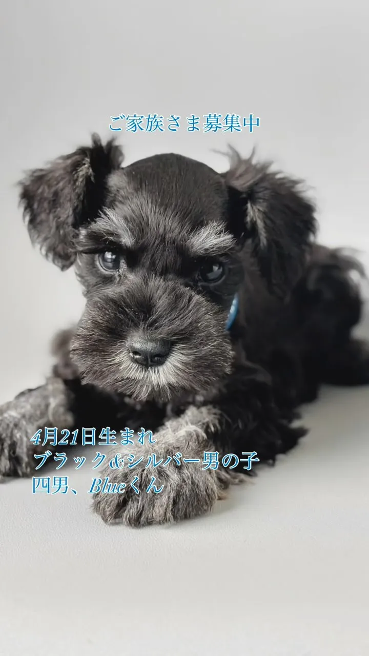 四男、Blueくんご紹介です✨