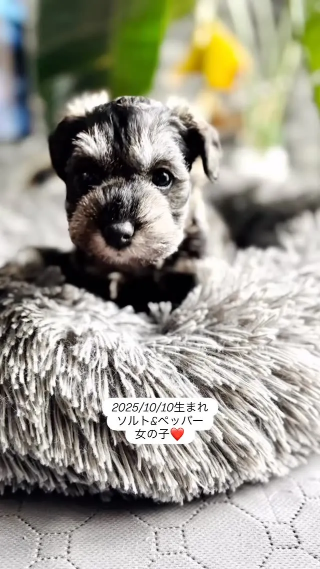 めちゃかわ姉弟のご紹介です❣️