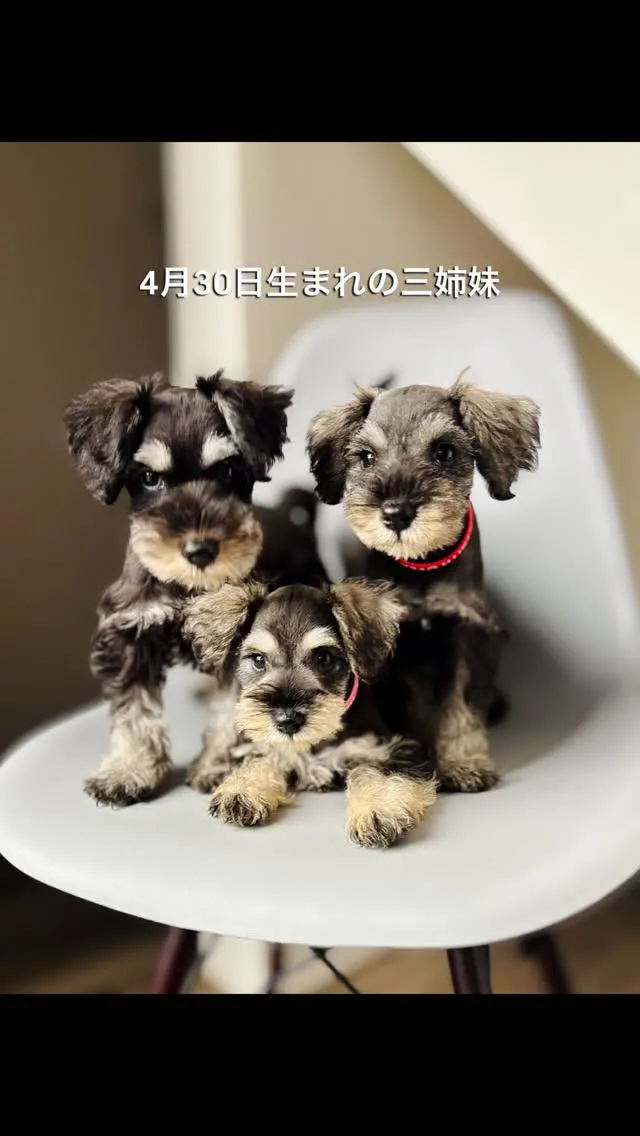 「家族募集していないんですか？」